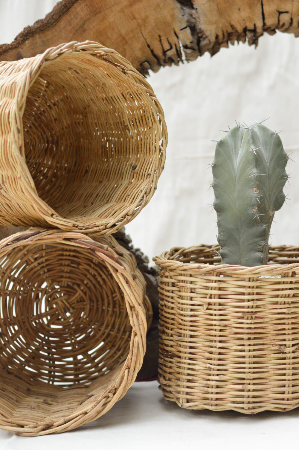 Apolonia II - Image 2