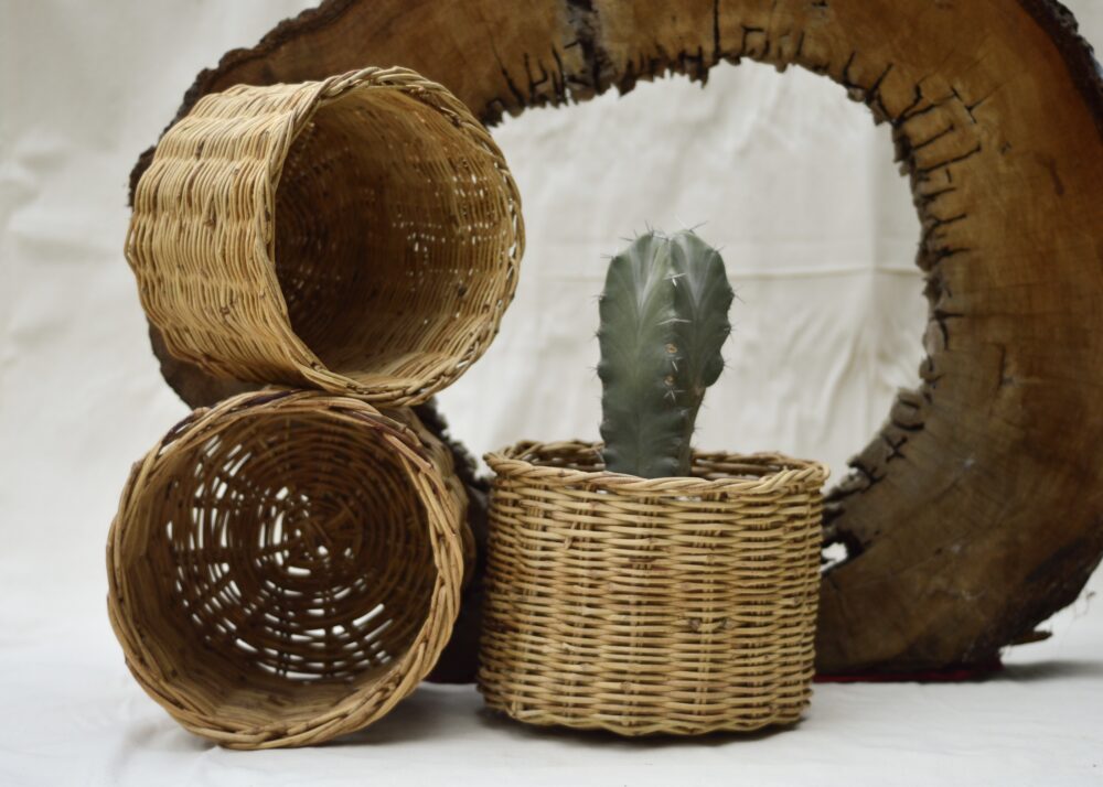 Apolonia II - Image 3