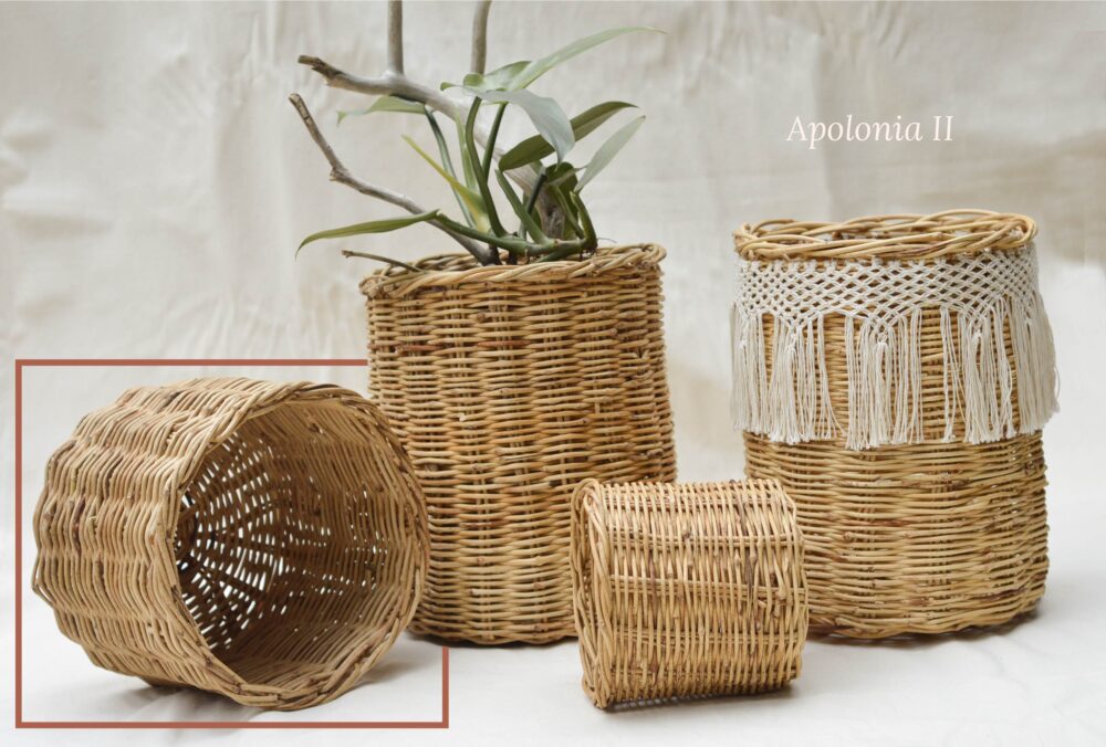 Apolonia II - Image 5